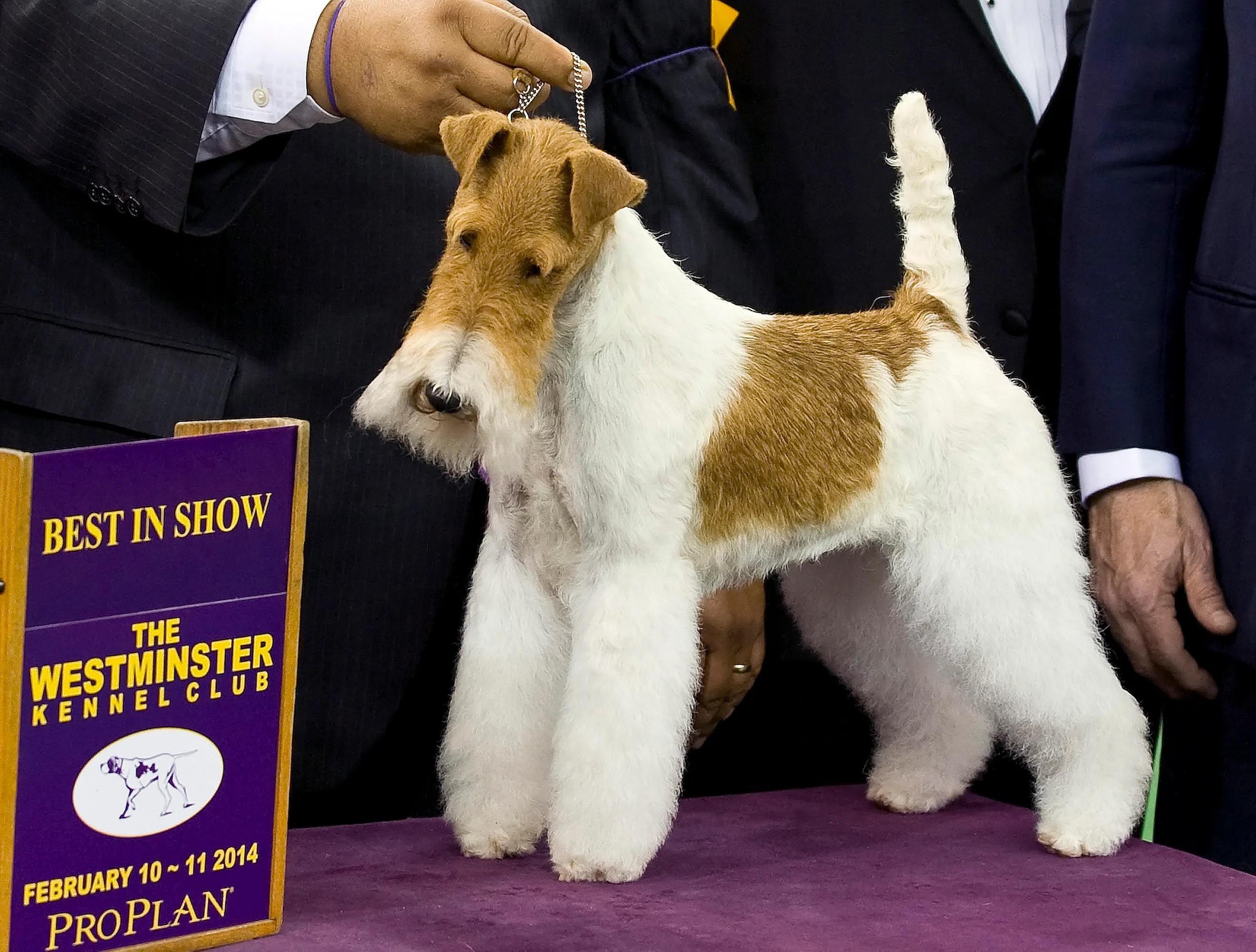 Westminster 2014 Best in Show: Sky the Wire Fox Terrier